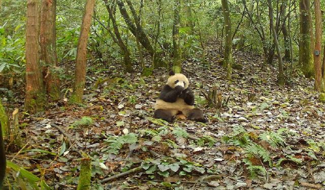 Sichuan'da vahşi doğaya bırakılan dev panda kameralara yakalandı