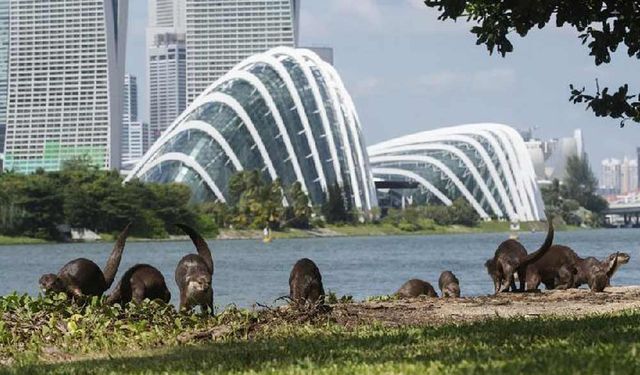 Singapur'un sevilen su samuru ailesiyle tanışın