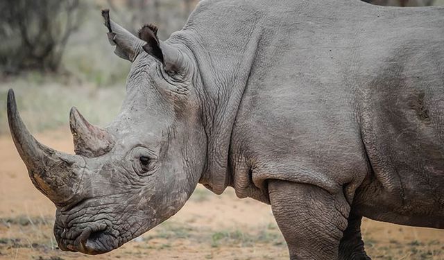 Kuzey beyaz gergedanlarını kurtarma yarışı sürerken Kenya iki yeni embriyo üretildiğini duyurdu