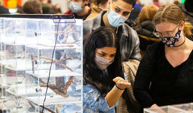 Kanada'nın Mississauga kentinde sürüngen fuarı düzenlendi