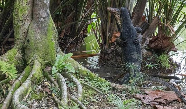 Singapur Botanik Bahçeleri'nde iki monitör kertenkelesi güreşiyor