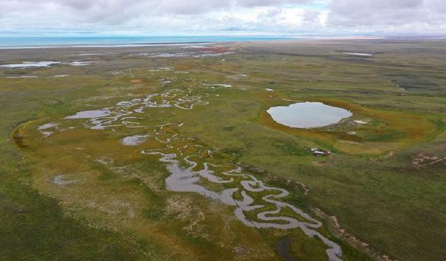 Araştırmacılar, Qinghai-Tibet Platosu'ndaki türlerin biyolojik çeşitliliğinin kökenlerini keşfetti