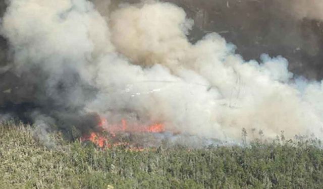 ABD'nin Florida eyaletinde 148 orman yangını var
