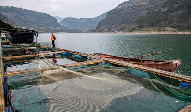 Çin'de Yangtze mersin balıklarının üreme merkezinden kareler