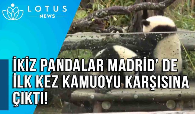 Video: İkiz pandalar Madrid'de ilk kez kamuoyu karşısına çıktı