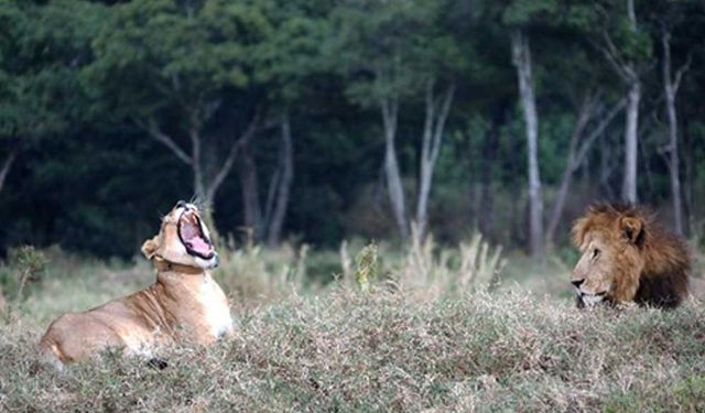 Dünya Yaban Hayatı Günü Kenya'da kutlandı