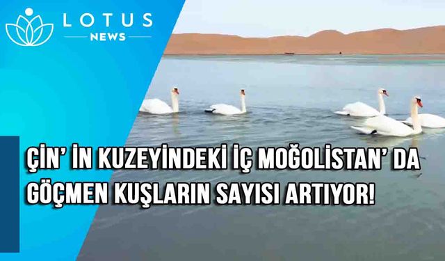 Video: Çin'in kuzeyindeki İç Moğolistan'da göçmen kuşların sayısı artıyor