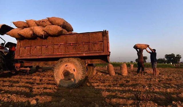 Hindistanlı çiftçiler patates hasat sezonunu karşılıyor