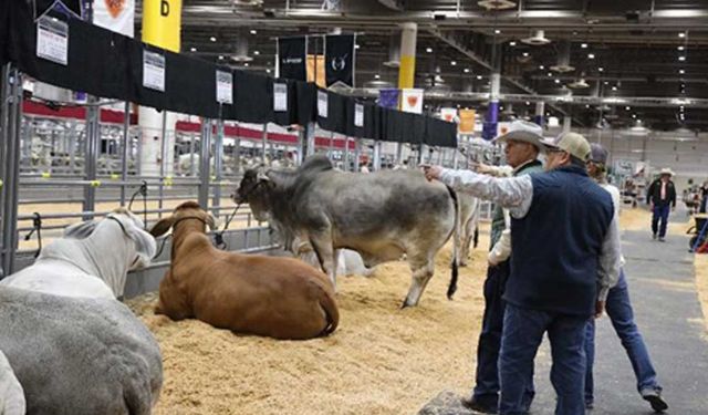 Houston Canlı Hayvan Fuarı ve Rodeos'u başladı