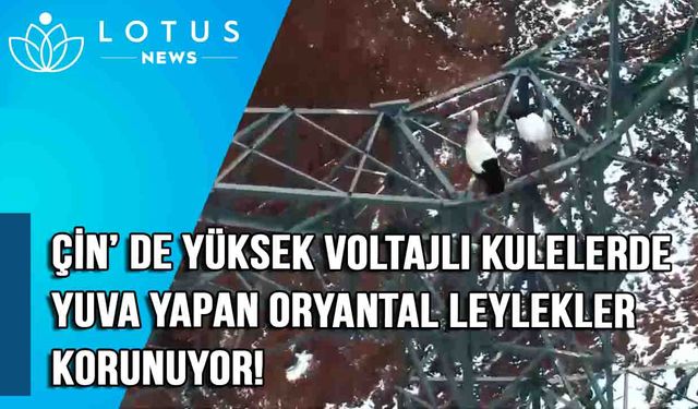 Video: Çin'de yüksek voltajlı kulelerde yuva yapan oryantal beyaz leylekler korunuyor