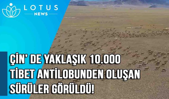 Video: Çin'in Tibet bölgesinde yaklaşık 10.000 Tibet antilobundan oluşan sürüler görüldü