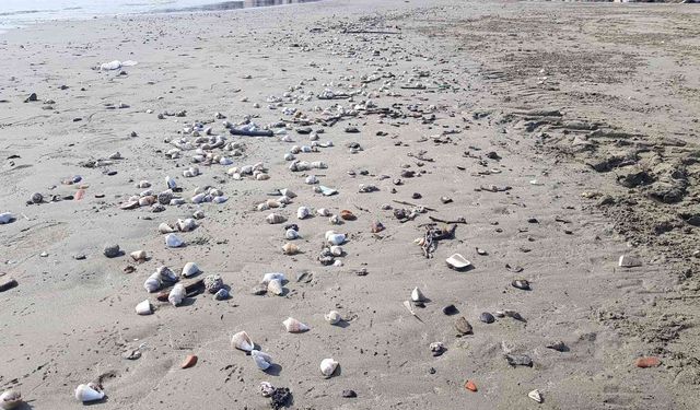 Alanya’da binlerce canlı salyangoz kıyıya vurdu