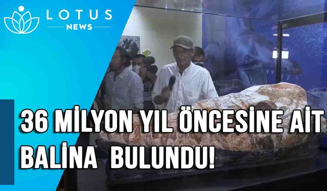 36 milyon yıl içinde bulunan Peru'da ait ilkel balina sergileniyor