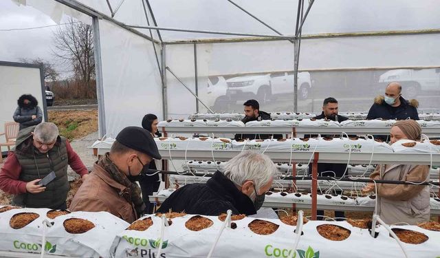 Giresun’da topraksız çilek yetiştiriciliği yaygınlaşıyor