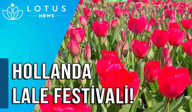 Video: Hollanda'da lale festivali yeniden halka açıldı