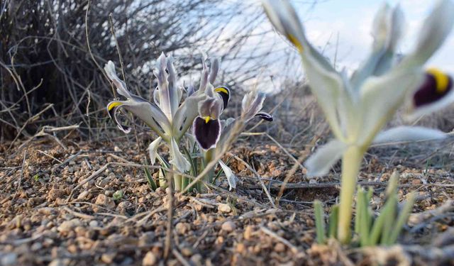 Malatya’da Nevruz Çiçekleri açtı