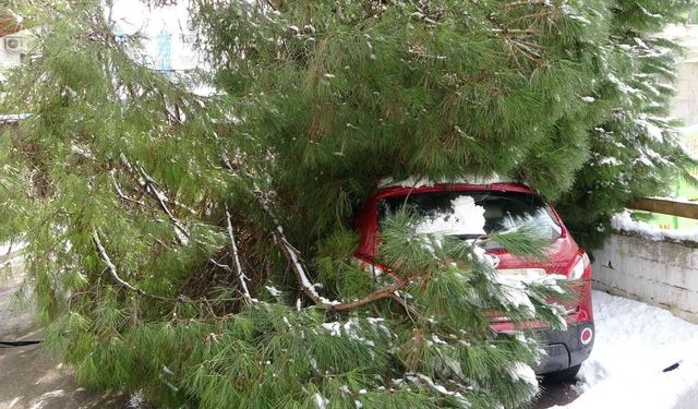 Maltepe’de yoğun kara dayanamayan ağaç, park halindeki 2 aracın üstüne devrildi