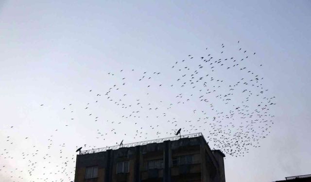 Sığırcık kuşlarının sürü halindeki dansı hayran bıraktı