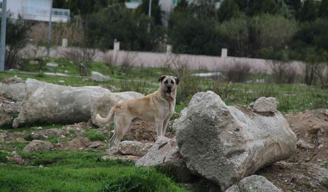 Sokak köpeklerinin çocuğa saldırdığı mahallede vatandaşlardan tepki