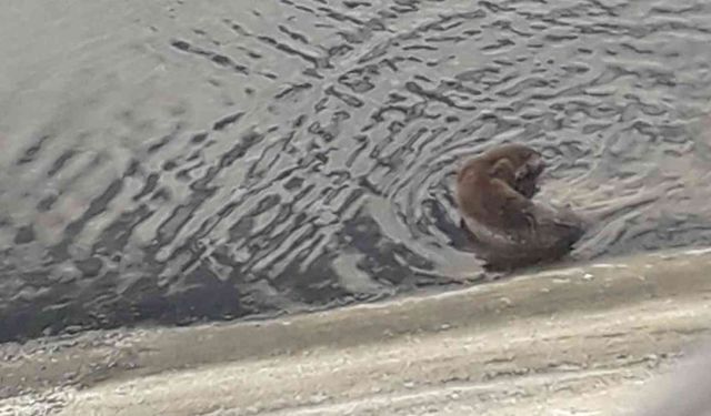 Sokak köpeklerinin yaraladığı su samuru tedavi edildi