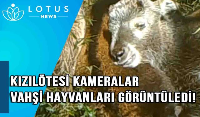 Video: Çin'in Gansu eyaletinde kızılötesi kameralar vahşi hayvanların görüntü ve videolarını yakaladı