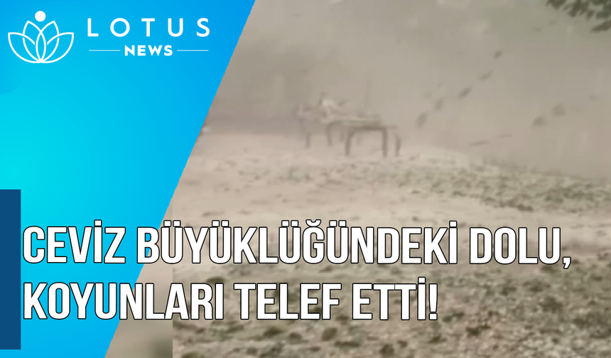 Ceviz büyüklüğündeki dolu, koyunları telef etti