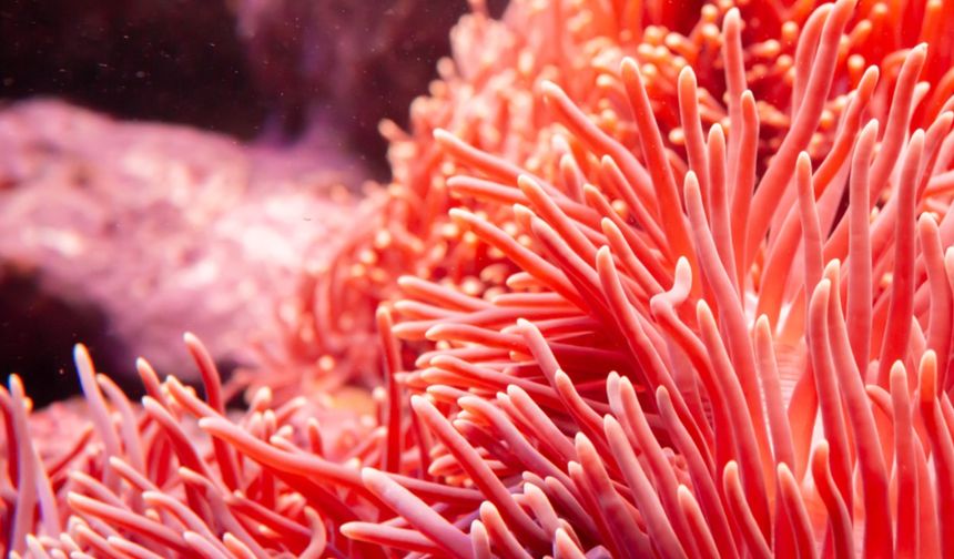 Çin, Huangyan Dao mercan resifi ekosistemi hakkında araştırma raporu yayımladı