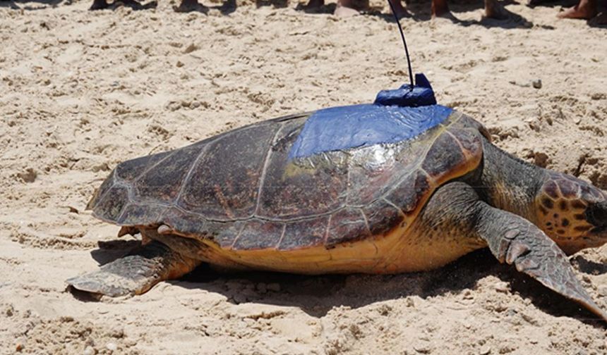 Çin'in Hainan eyaletinde deniz kaplumbağaları el birliğiyle korunuyor
