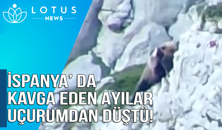 İspanya'da kavga eden ayılar uçurumdan düştü