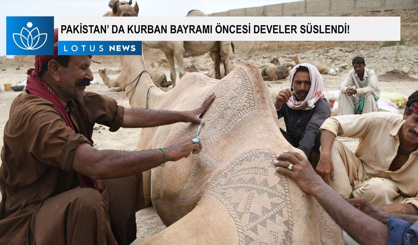 Pakistan'da Kurban Bayramı öncesi develer süslendi