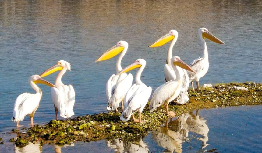 Pelikanların göç yolculuğu başladı