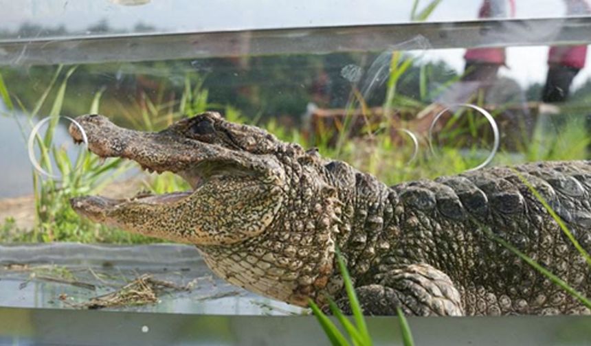 Filipinler'de timsah saldırısında bir kişi hayatını kaybetti