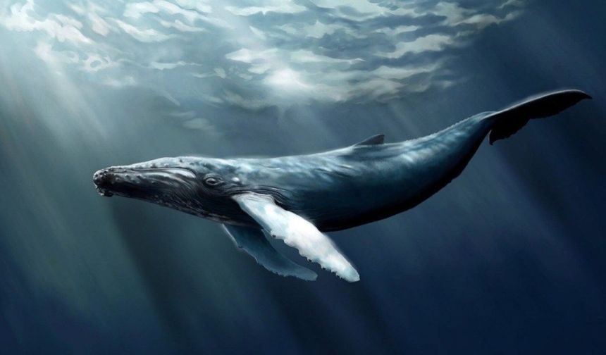 Avustralya sahilinde balinalar topluca karaya vurdu