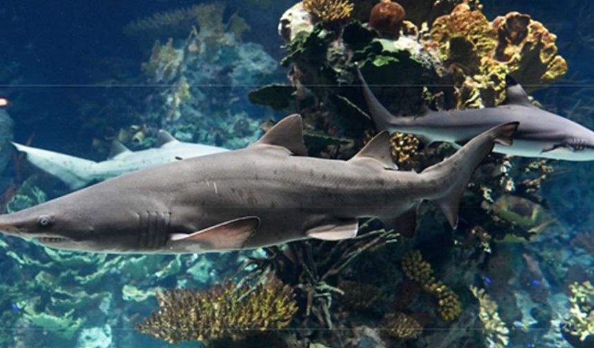 Avustralya'nın Sidney kentinde köpekbalığı alarmı: İki gün içinde üçüncü köpekbalığı saldırısı