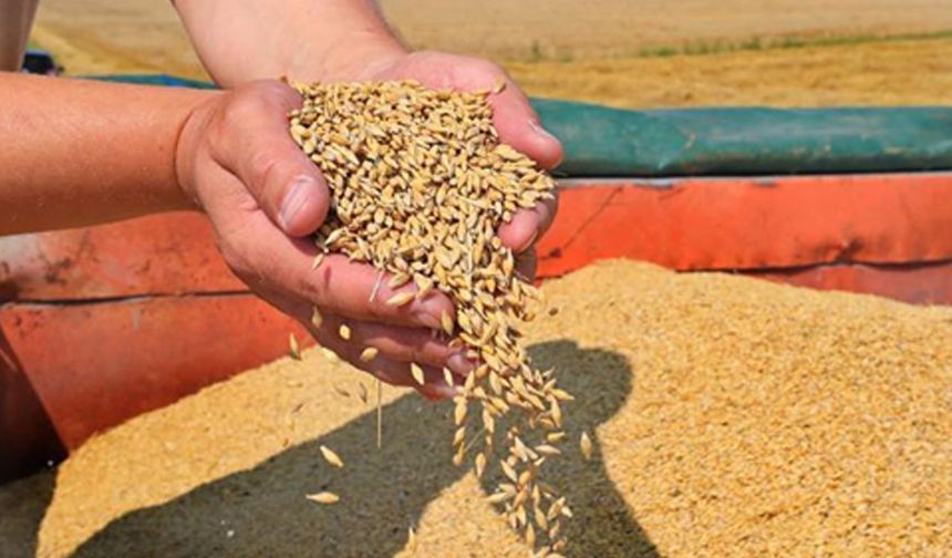 Kazakistan'ın 2024-2025 dönemindeki tahıl ve un ihracatı 15 milyon tonla rekor kırdı