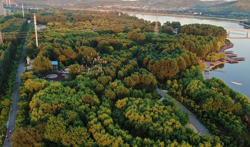 Berlin'de ağaç sayısı 2040'a kadar 3,2 milyar euro yatırımla iki katına çıkarılacak