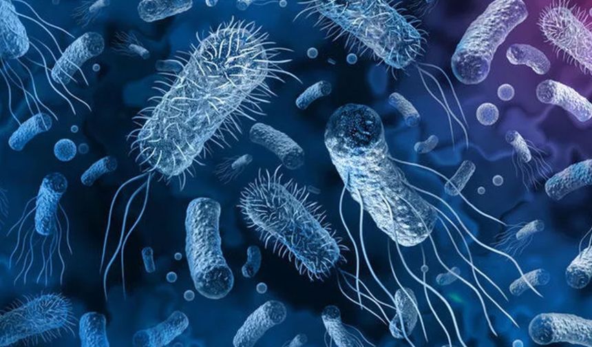 İspanya'da bir otelde salmonella nedeniyle 100'den fazla kişi hastalandı