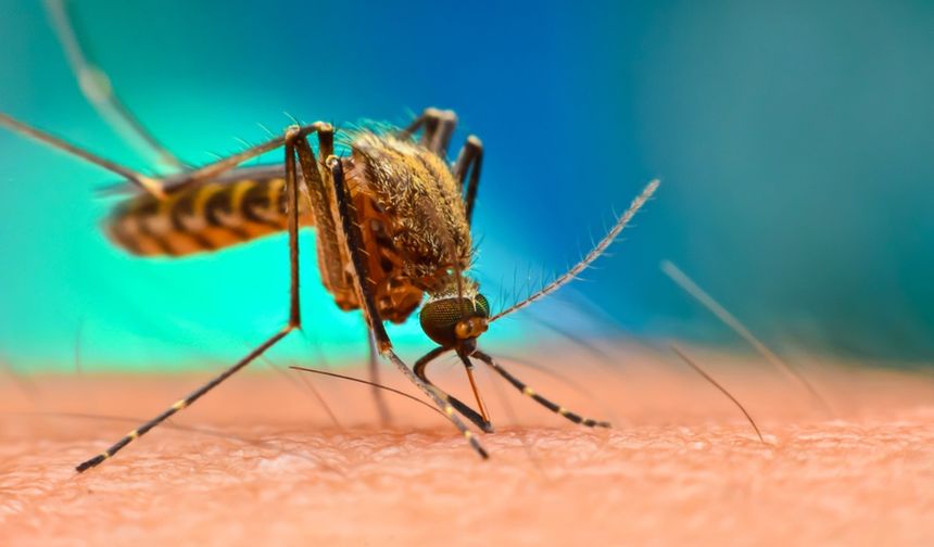 Myanmar'da ocak-ağustos döneminde 126.562 sıtma vakası tespit edildi