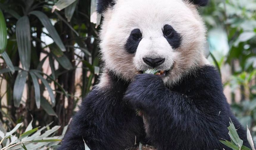 Çin, ABD'ye iki dev panda gönderecek