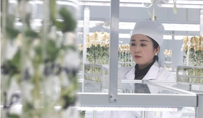 Çin'in uzaya gönderdiği patates tohumları deneysel ekim aşamasında
