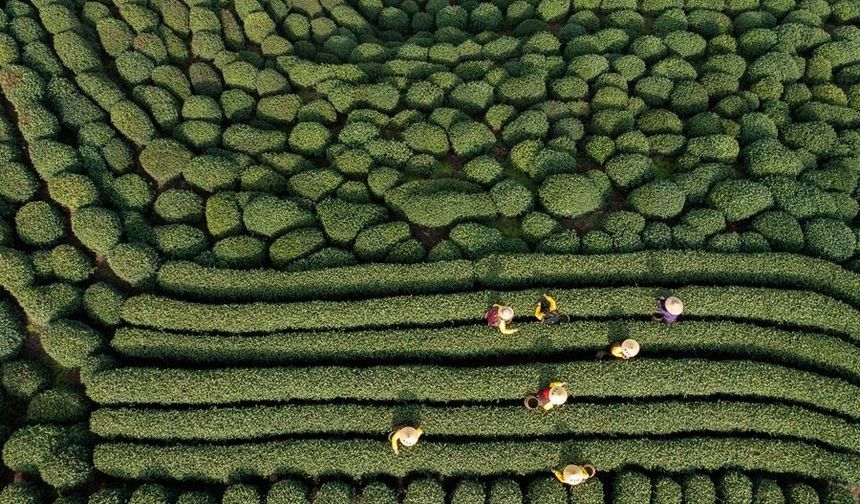 Ünlü Longjing çayının hasadı Doğu Çin'de başlıyor
