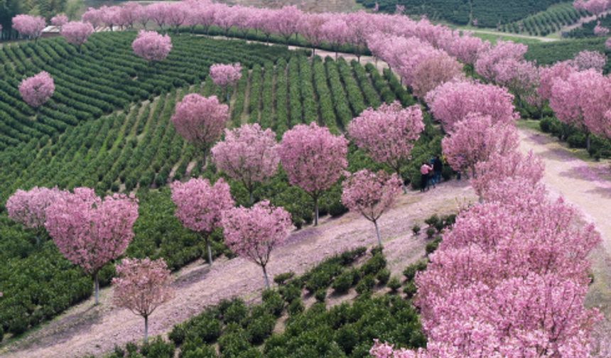 Çin'in Jiangsu eyaletinde kiraz çiçekleri bahara renk kattı