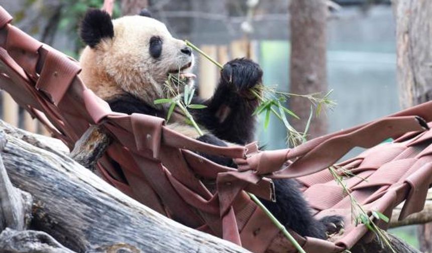 Çin, İspanya'ya bir çift panda gönderecek