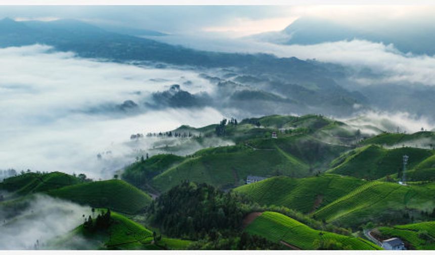 Çin'in Hubei eyaletindeki çay tarlalarının tabloları aratmayan görüntüsü