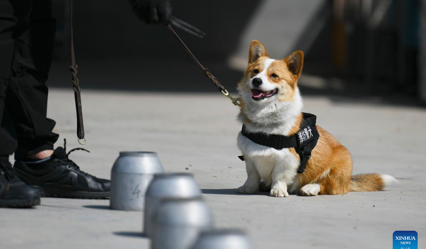 Çin'in ilk corgi polis köpeği kendisine hayran bıraktı