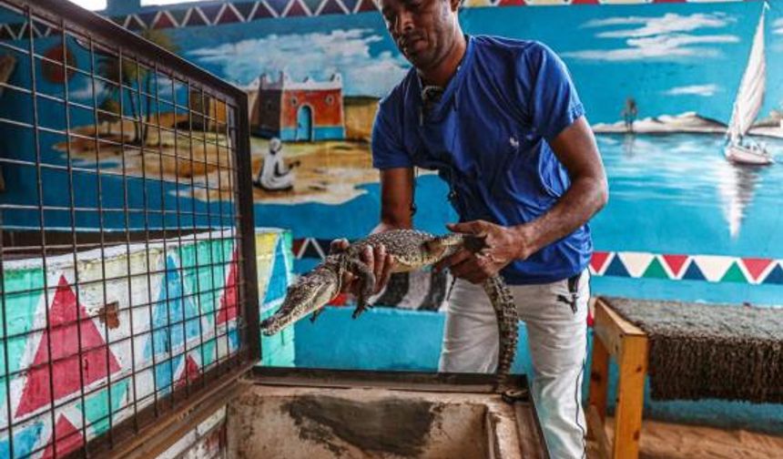 Mısır'da köylüler turist çekmek için timsah yetiştiriyor