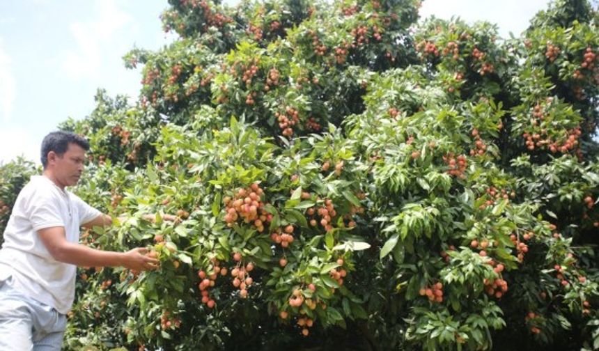 Bangladeş'te taptaze liçi meyveleri pazarlardaki yerini almaya başladı