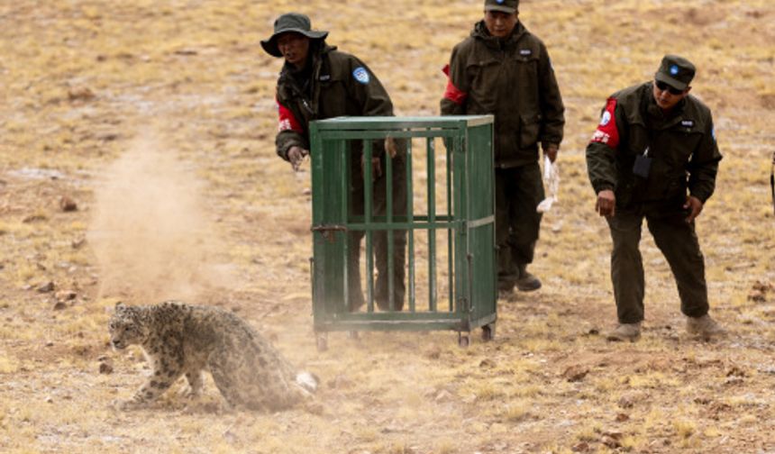Çin'de dört koyunu öldüren kar leoparı doğaya salındı