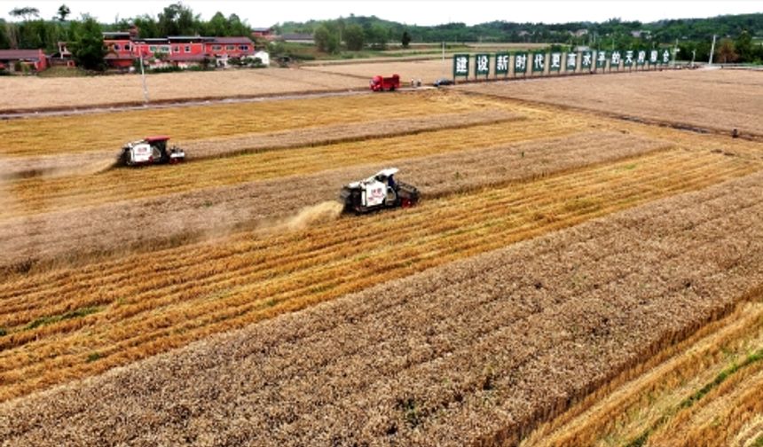 Çin'in Sichuan eyaletinde buğday hasadı