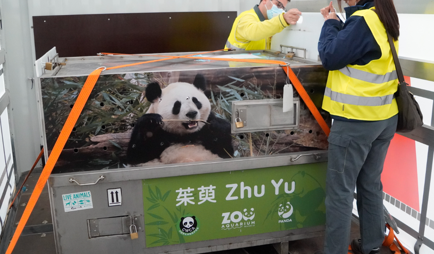 Çin'in gönderdiği dev panda çifti İspanya'ya ulaştı